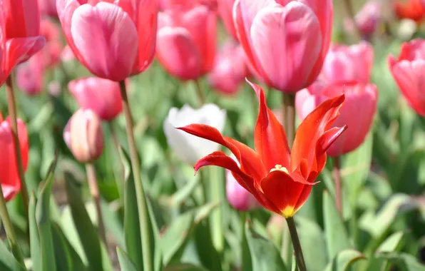 Picture flowers, red, spring, tulips, pink, Sunny, a lot