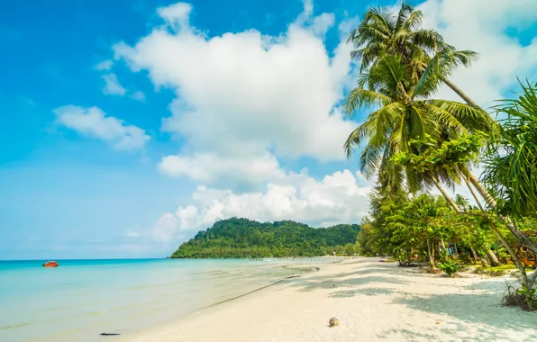 Picture sand, sea, wave, beach, summer, the sky, palm trees, shore