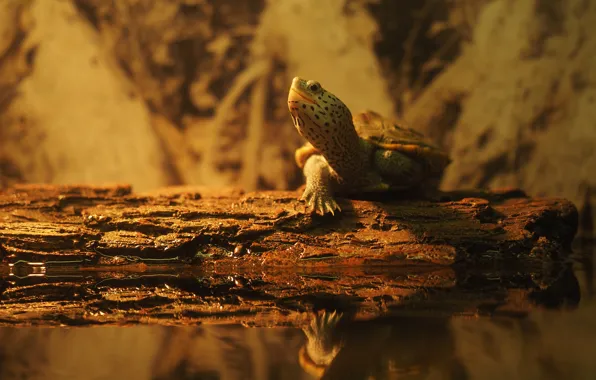 Shore, turtle, log, pond, water turtle