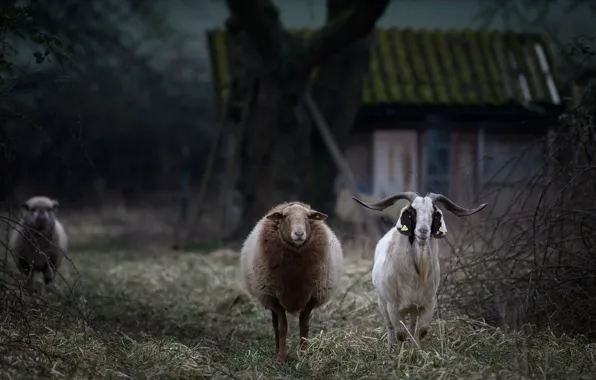 Animals, grass, look, branches, house, the dark background, tree, two