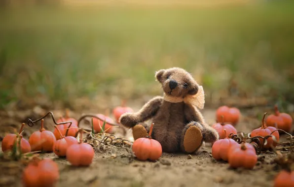 Field, autumn, grass, childhood, green, background, glade, toy