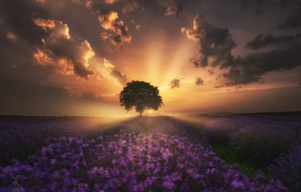 TREE, HORIZON, The SKY, FIELD, CLOUDS, FLOWERS, LIGHT, RAYS
