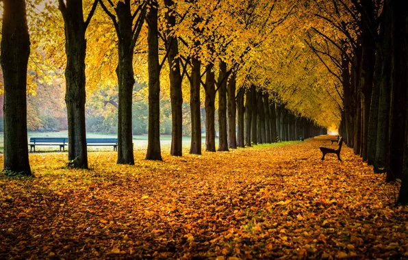 Autumn, leaves, trees, Park, Germany, alley, benches, Germany