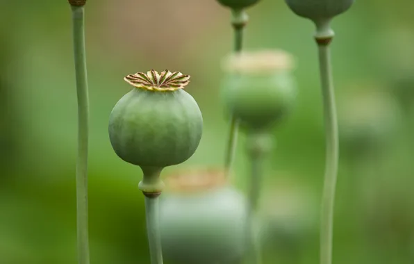 Picture macro, nature, Maki