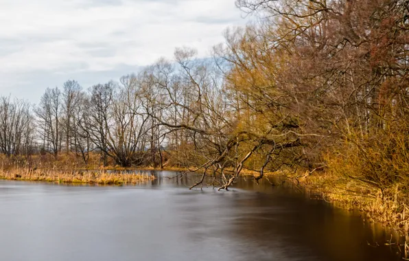 Picture Autumn, trees, lake, fall, autumn, lake, trees, nature