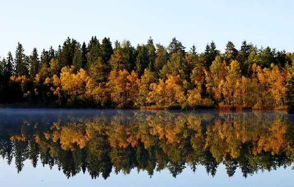 Picture forest, reflection, trees, lake, Autumn, September