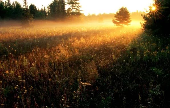 Grass, the sun, trees, landscape, nature