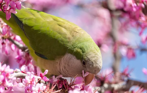 Flowers, branches, green, bird, spring, parrot, pink, flowering