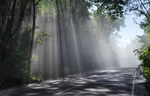 Sky, trees, rays, sun, Road