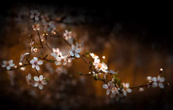 Picture nature, spring, garden