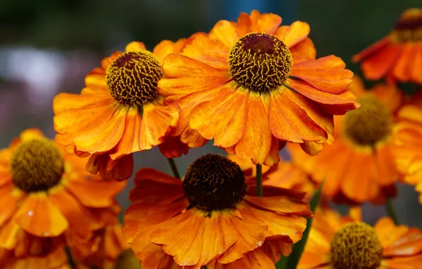 Macro, flowers, bright, Bush, petals, orange, gelenium