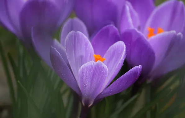 Drops, macro, flowers, Rosa, blur, spring, crocuses, primroses