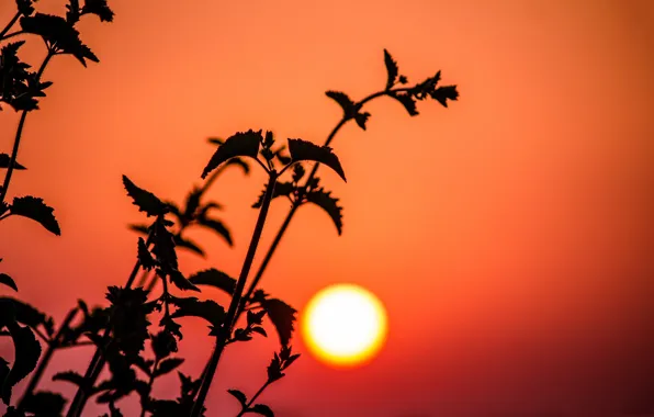 Picture the sun, sunset, plant, silhouette