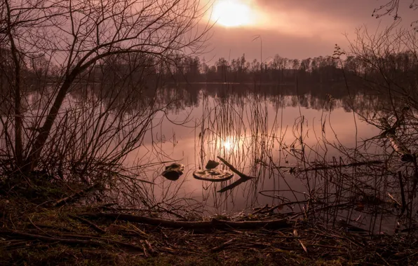 The sun, sunset, branches, shore, pond