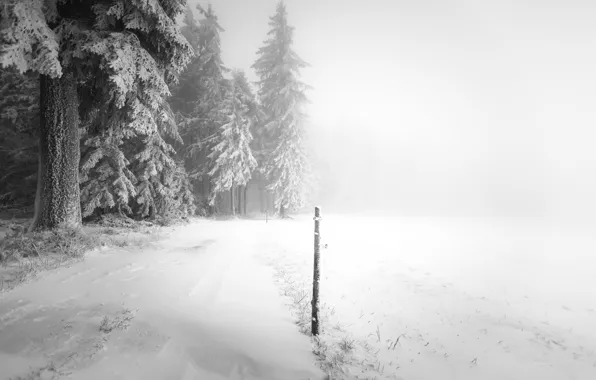 Picture winter, road, snow, fog