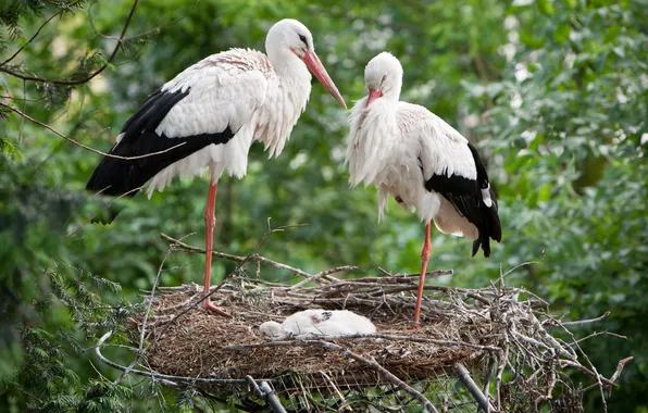 Birds, family, socket, storks