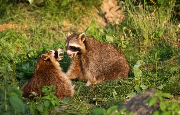 Picture grass, pair, raccoons