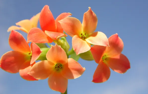 The sky, plant, petals, inflorescence