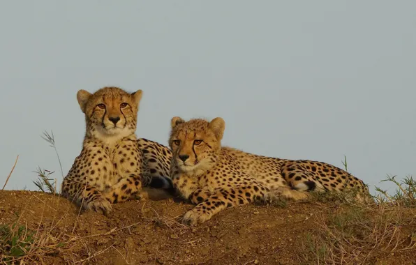 The sky, stay, cheetahs