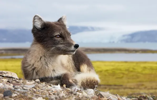 Iceland, Fox, Iceland, artic fox