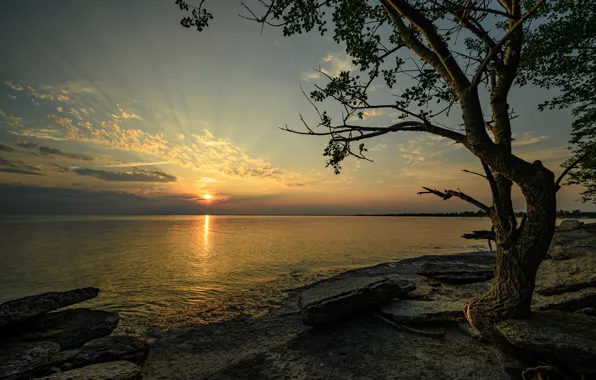 Sunset, stones, tree, Canada, Ontario