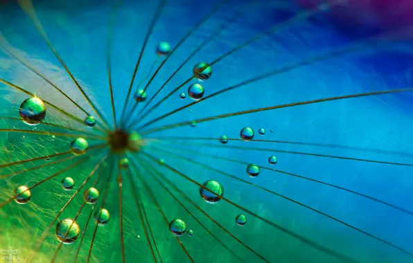 Drops, nature, paint, blade of grass