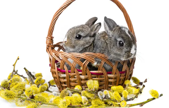 Rabbits, white background, basket, Verba, cubs, rabbits