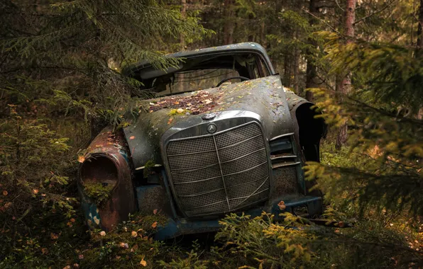 Picture machine, forest, scrap
