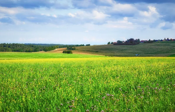 Wallpaper house, flowers, village, greens, field, dal, meadow, summer