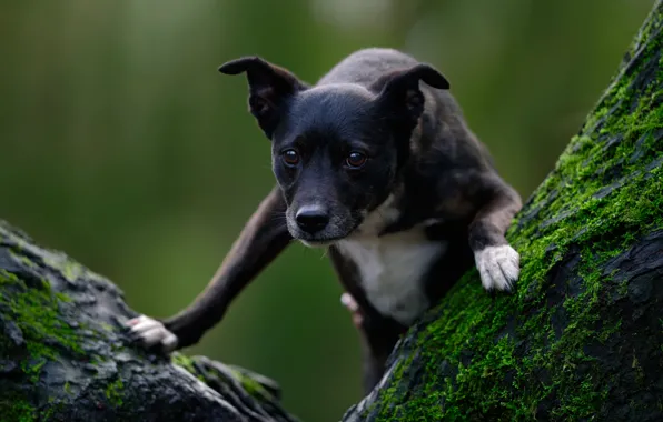 Face, background, tree, moss, dog, paws, Staffordshire bull Terrier