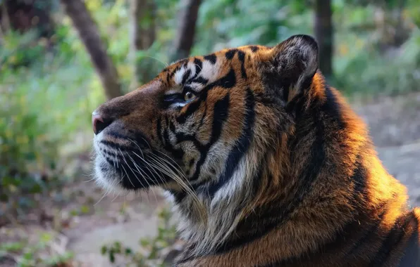 Picture face, tiger, predator, profile, wild cat