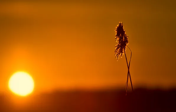 The sun, light, sunset, a blade of grass, panicle