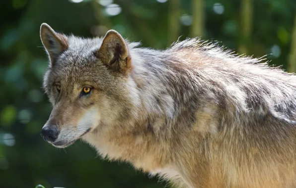 Look, face, wolf, predator, ©Tambako The Jaguar