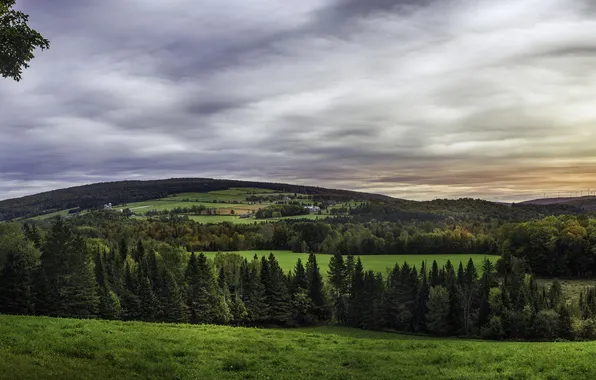Picture trees, field, Canada, forest, meadows, Quebec