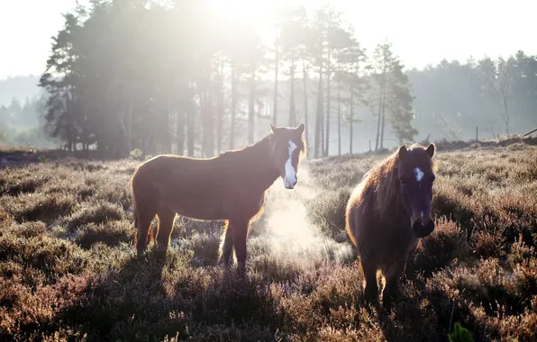 Picture field, horses, morning