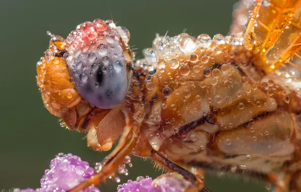 Drops, macro, Rosa, dragonfly, insect