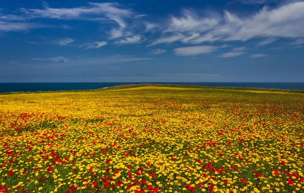 Sea, field, the sky, flowers, meadow