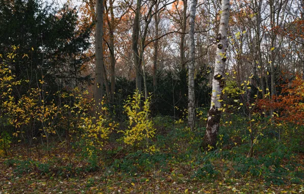 Picture autumn, forest, grass, leaves, trees, Park, Netherlands, the bushes