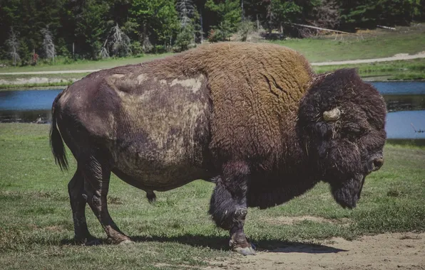 Picture america, animal, Buffalo, bison