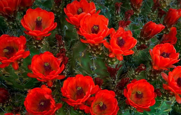 Cactus, USA, Texas, National Park, Guadalupe Mountains, Cereus trehkostochny