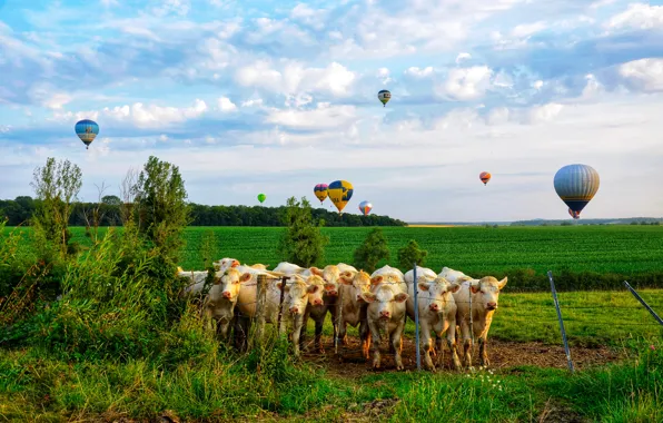 Greens, field, forest, summer, the sky, grass, clouds, balloons