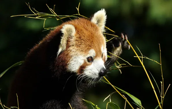 Light, the dark background, red Panda, face, red Panda