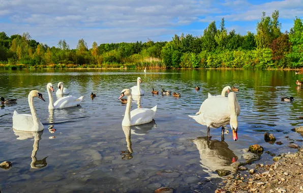 Birds, lake, reflection, shore, the bottom, pack, white, swans