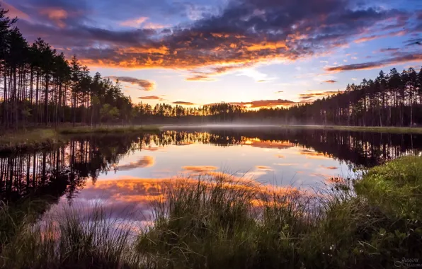 Forest, sunset, fog, lake