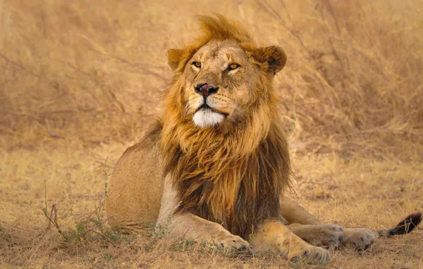 Nature, Leo, beast