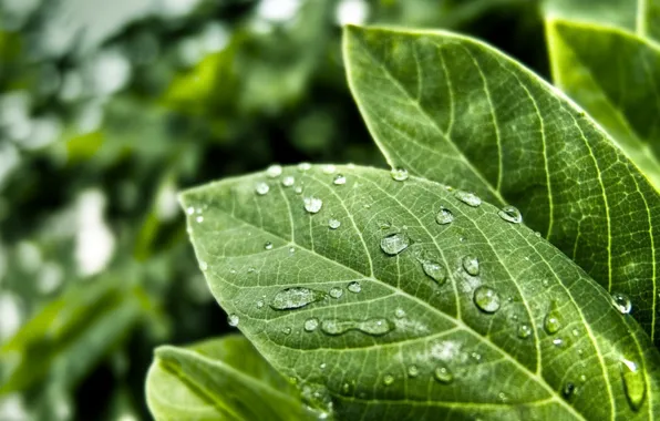 Greens, Nature, Drops, Leaves
