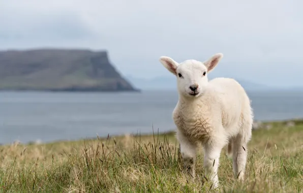 Grass, rocks, shore, face, sheep, pond, peer, sheep