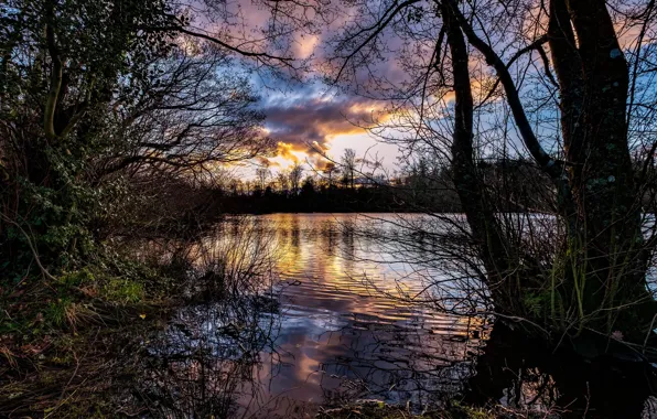 Trees, landscape, sunset, branches, nature, river, beauty, the evening