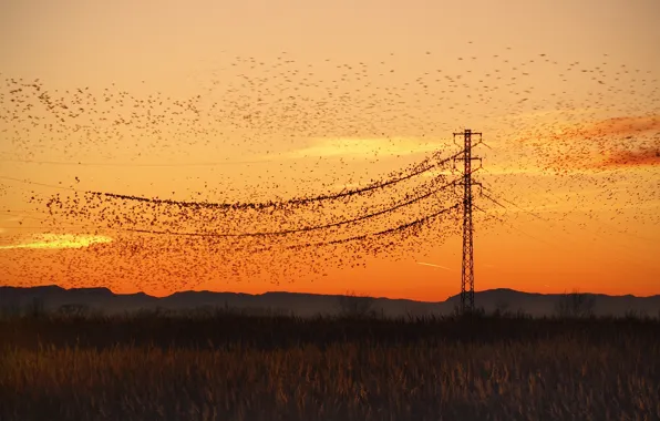 Picture night, bird, power lines
