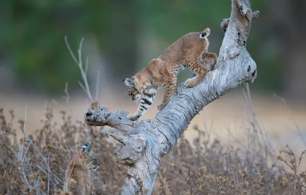 Picture snag, wild cats, lynx